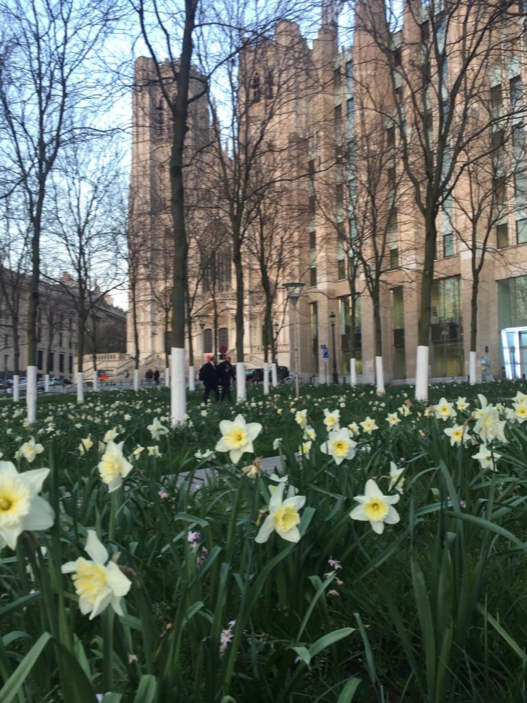 Saint Gudule en fleur (c) Pierre Halleux