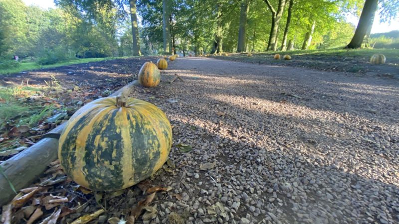 Que faire à Bruxelles en Novembre 🍂 ?