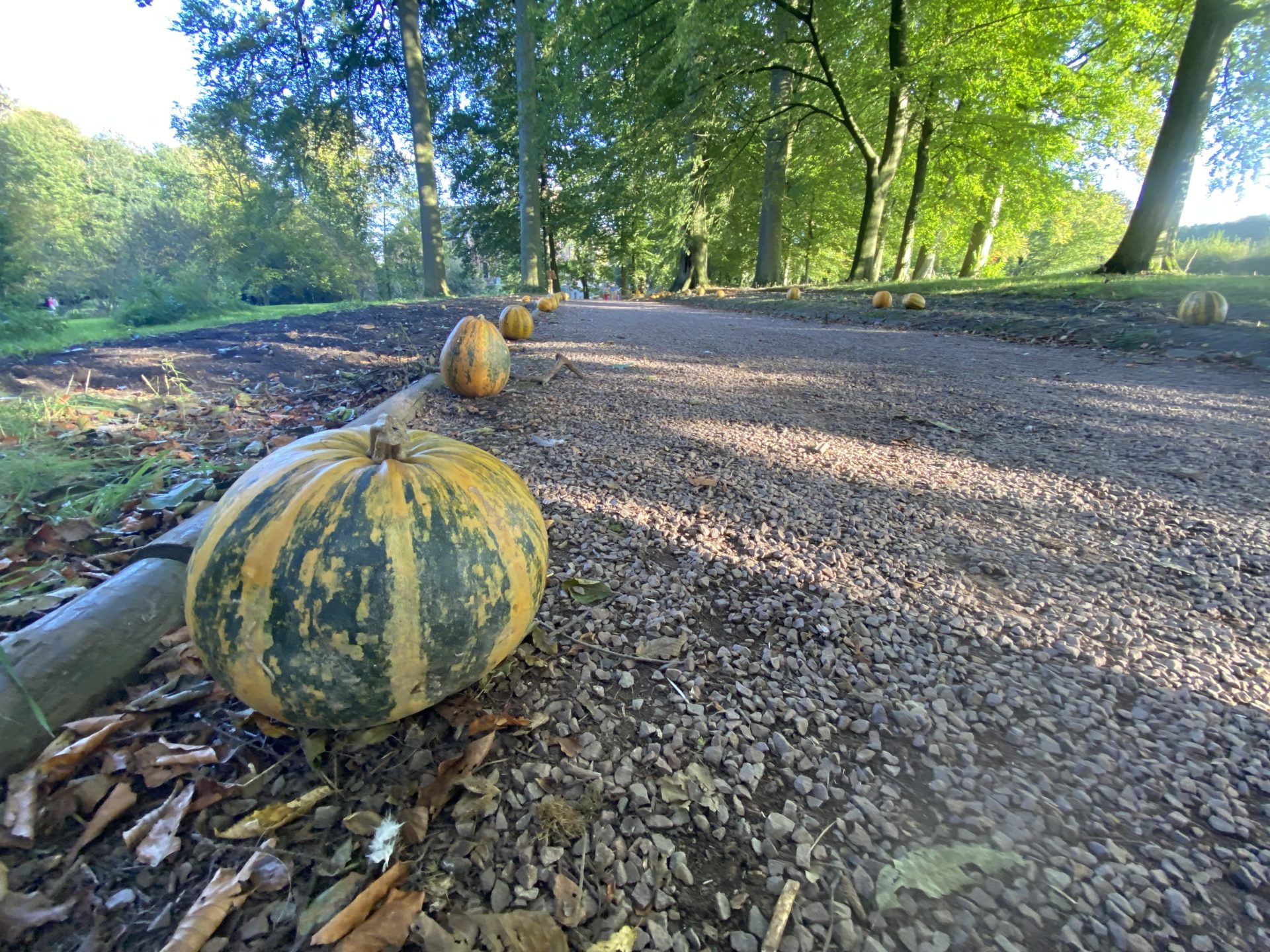 Que faire à Bruxelles en Novembre 🍂 ?